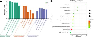 Shizao decoction for cirrhotic ascites: assessing potential targets based on network analysis combined with pharmacokinetics and metabolomics